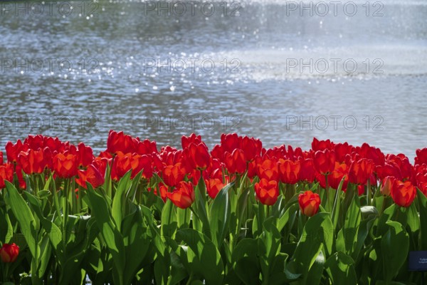 Bright red tulips blooming in front of a sunny lake, Keukenhof, Lisse, province of South Holland, Netherlands