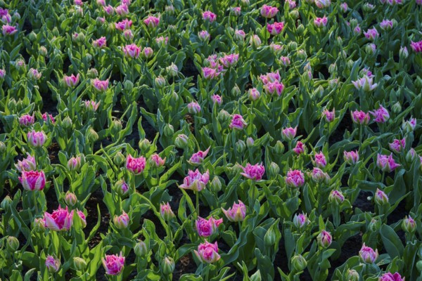 A vibrant field of pink tulips in full spring awakening, Keukenhof, Lisse, province of South Holland, Netherlands
