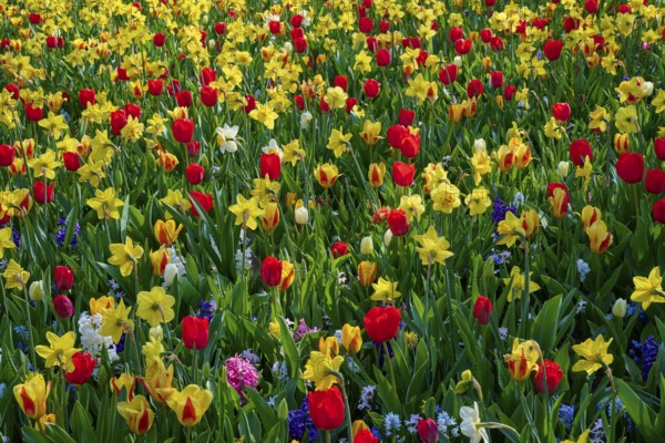 Flower meadow full of red tulips, hyacinths and daffodils in the spring light, Keukenhof, Lisse, province of South Holland, Netherlands