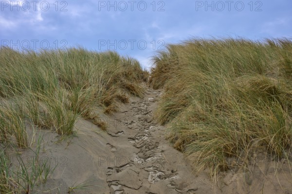 A sandy path leads through grassy dunes under a blue sky, beach section 27, Noordwijk, North Sea, province of South Holland, Netherlands
