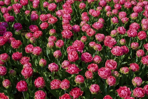 Close-up of densely planted pink tulips, in full bloom, Keukenhof, Lisse, province of South Holland, Netherlands