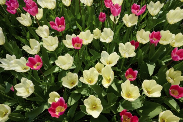 Spring colours with pink and white tulips blooming vividly in a park, Keukenhof, Lisse, province of South Holland, Netherlands