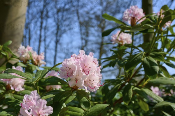 Pink flowering rhododendron bushes under a blue sky and surrounded by trees heralding the arrival of spring, Keukenhof, Lisse, province of South Holland, Netherlands