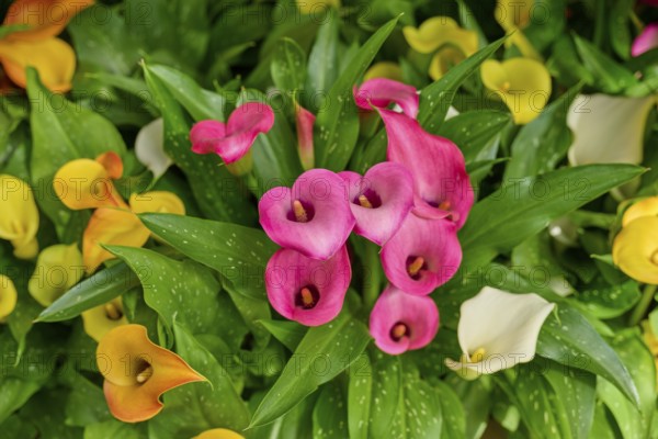 Pink, yellow and white calla with green leaves in vivid colours, Keukenhof, Lisse, province of South Holland, Netherlands
