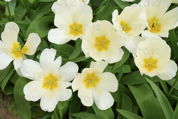 White beige tulips with a yellow centre, surrounded by green leaves in a high-contrast depiction, Keukenhof, Lisse, province of South Holland, Netherlands