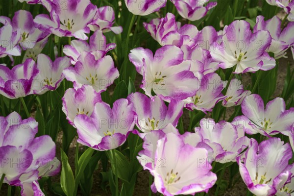 White tulip flowers with pink accents, creating a soft and peaceful atmosphere, Keukenhof, Lisse, province of South Holland, Netherlands