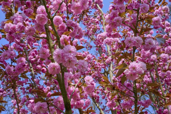 Blossoming cherry blossom trees in pink against a clear blue sky, Keukenhof, Lisse, province of South Holland, Netherlands