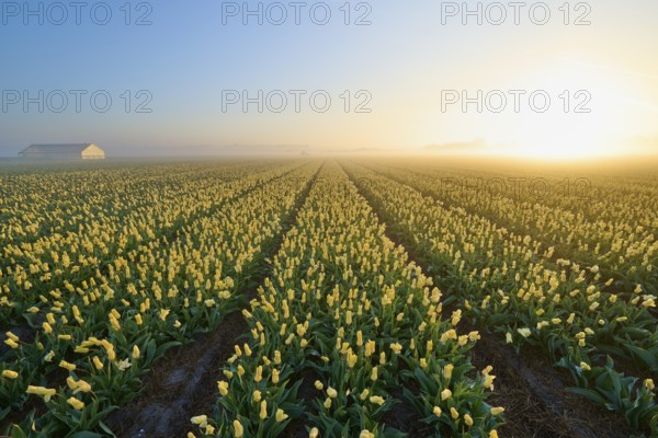 Yellow tulips stretch out in neat rows under a misty sunrise, Sassenheim, province of South Holland, Netherlands