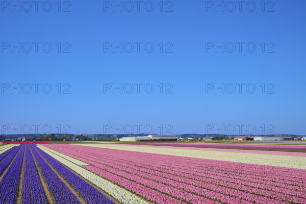 Endless colourful tulip fields under a clear blue sky create a spring-like atmosphere, Sassenheim, province of South Holland, Netherlands