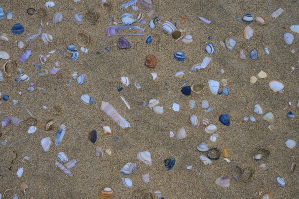 Colourful shells in various shapes scattered on a sandy beach, beach section 27, Noordwijk, North Sea, province of South Holland, Netherlands