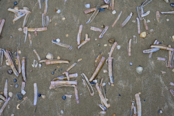 Razor shells and small shells scattered on the sandy beach, beach section 27, Noordwijk, North Sea, province of South Holland, Netherlands