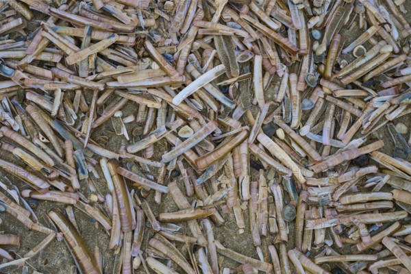 Many elongated razor shells and shells scattered on the beach, beach section 27, Noordwijk, North Sea, province of South Holland, Netherlands