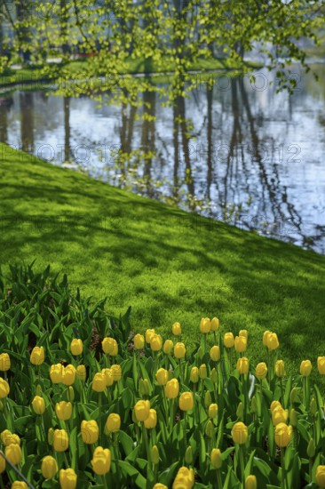 Yellow tulips in front of a lake on a green meadow in spring, Keukenhof, Lisse, province of South Holland, Netherlands