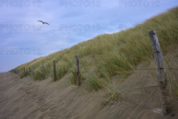 Wooden poles along a grassy dune, a bird flies in the sky, beach section 27, Noordwijk, North Sea, province of South Holland, Netherlands