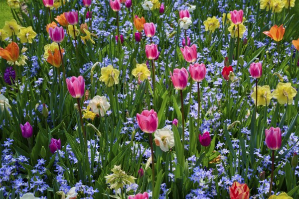 A colourful flower field with tulips in different colours among other flowering plants, Keukenhof, Lisse, province of South Holland, Netherlands