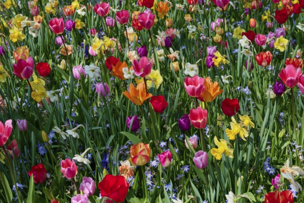 Colourful flower field with many colourful tulips and other spring flowers in full splendour, Keukenhof, Lisse, province of South Holland, Netherlands