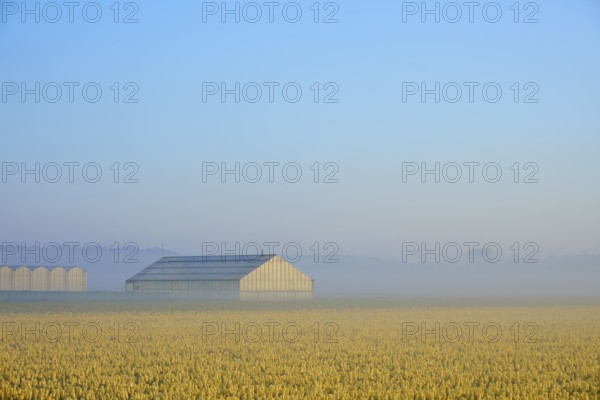 A greenhouse stands in a misty field full of yellow flowers under a blue sky, Sassenheim, province of South Holland, Netherlands
