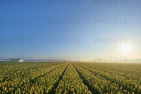 Wide field of tulips under a clear blue sky with the rising sun in the distance, Sassenheim, province of South Holland, Netherlands