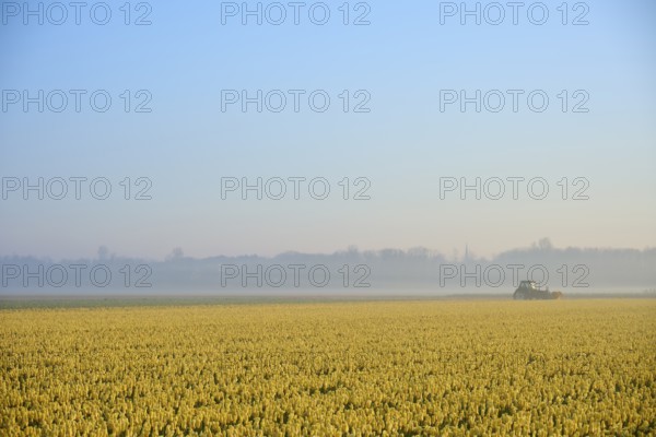 A tractor drives across a vast field of yellow tulips in foggy weather, Sassenheim, province of South Holland, Netherlands