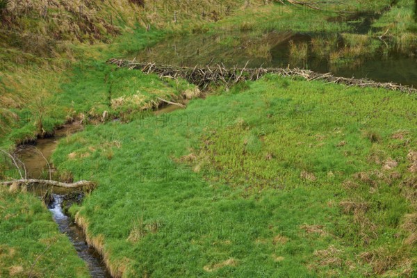 A small river flows through a green area with a beaver dam, spring, Weibersbrunn, Spessart, Bavaria, Germany