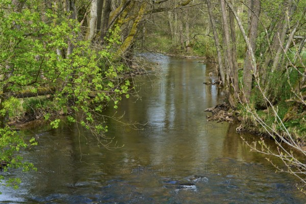 A small stream flows quietly through a green forest in spring, Spring, Jossa, Sinntal, Spessart, Hesse, Germany