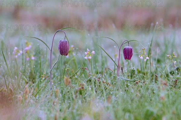 Snake's Head Fritillary or lapwing (Fritillaria meleagris), flowers on dewy meadow with colourful accents, spring, Jossa, Sinntal, Spessart, Hesse, Germany