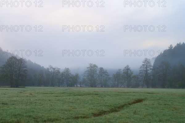Morning fog over a green meadow with trees and forest in the background, spring, Jossa, Sinntal, Spessart, Hesse, Germany