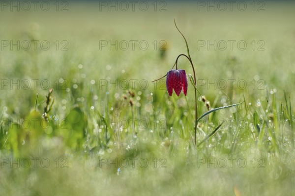 Snake's Head Fritillary or lapwing (Fritillaria meleagris), flower stands on a damp meadow in the morning light, spring, Jossa, Sinntal, Spessart, Hesse, Germany
