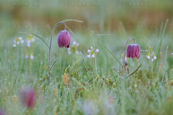 Snake's Head Fritillary or lapwing (Fritillaria meleagris), with dew in a meadow, surrounded by small flowers, spring, Jossa, Sinntal, Spessart, Hesse, Germany