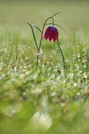Snake's Head Fritillary or lapwing (Fritillaria meleagris), flower with taudiamonds in the grass in soft morning light, spring, Jossa, Sinntal, Spessart, Hesse, Germany