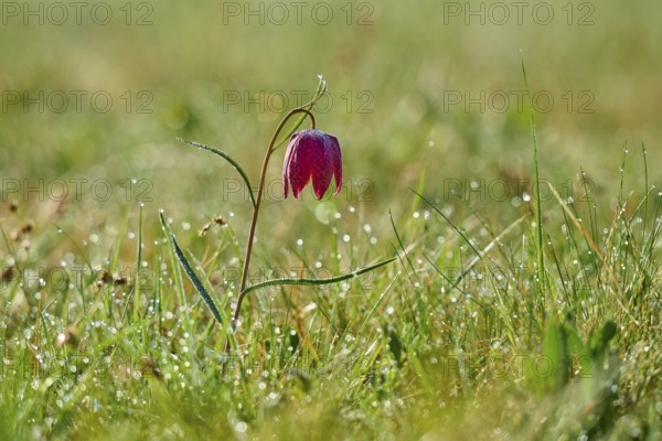 Snake's Head Fritillary or lapwing (Fritillaria meleagris), flower on dewy meadow in the morning sunlight, spring, Jossa, Sinntal, Spessart, Hesse, Germany
