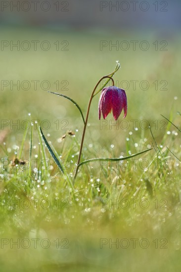Snake's Head Fritillary or lapwing (Fritillaria meleagris), flower in a dewy meadow under soft morning light, spring, Jossa, Sinntal, Spessart, Hesse, Germany