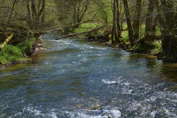 A clear stream runs through a forest with fresh spring green, spring, Jossa, Sinntal, Spessart, Hesse, Germany