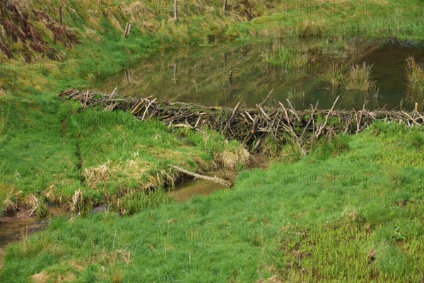 A quiet pond with a beaver dam in a green landscape, spring, Weibersbrunn, Spessart, Bavaria, Germany