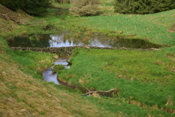 A small pond with a beaver dam in the middle of a green meadow, spring, Weibersbrunn, Spessart, Bavaria, Germany