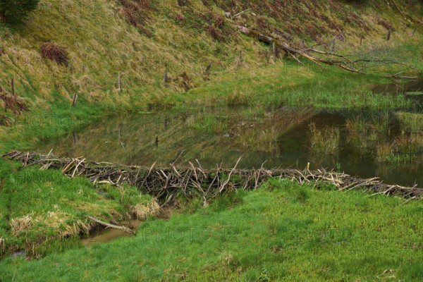 A quiet pond with a beaver dam, surrounded by green nature, spring, Weibersbrunn, Spessart, Bavaria, Germany