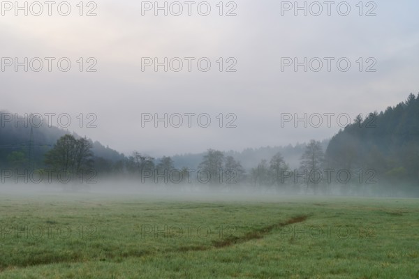 Dense morning fog over a green meadow, trees and forest in the background, spring, Jossa, Sinntal, Spessart, Hesse, Germany