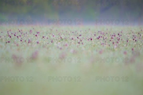 Snake's Head Fritillary or lapwing (Fritillaria meleagris), on a damp meadow with a misty background, spring, Jossa, Sinntal, Spessart, Hesse, Germany