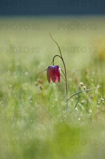 Snake's Head Fritillary or lapwing (Fritillaria meleagris), flower on a dewy meadow at dawn, spring, Jossa, Sinntal, Spessart, Hesse, Germany