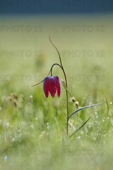 Snake's Head Fritillary or lapwing (Fritillaria meleagris), flower in dewy grass at dawn, spring, Jossa, Sinntal, Spessart, Hesse, Germany