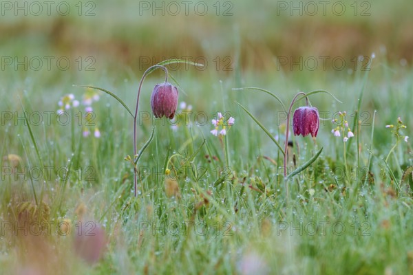 Snake's Head Fritillary or lapwing (Fritillaria meleagris), in the morning dew on a green meadow in spring, spring, Jossa, Sinntal, Spessart, Hesse, Germany