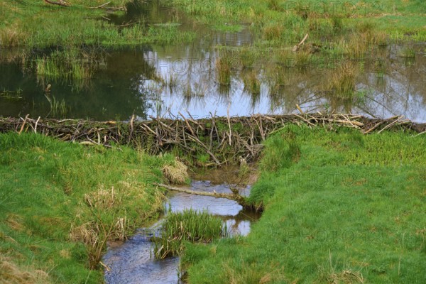 A beaver dam with a pond surrounded by green landscape, spring, Weibersbrunn, Spessart, Bavaria, Germany
