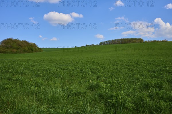 Extensive green landscape with clover field under clear blue sky with scattered clouds, Karsbach, Main Spessart district, Bavaria, Germany