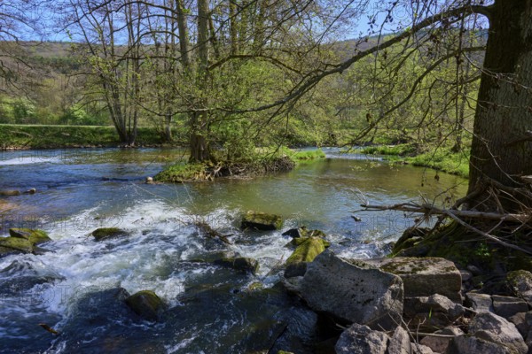 Clear water of a river Sinn flows between lush overgrown banks with trees and stones, spring, Burgsinn, Sinntal, Spessart, Bavaria, Germany