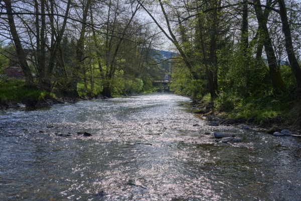 Sunlight glistening on a river, framed by a dense forest area, spring, Obersinn, Sinntal, Spessart, Bavaria, Germany