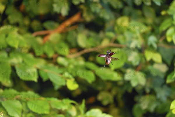 Stag beetle in flight at sunset over oak forest in the Swabian Alb foothills