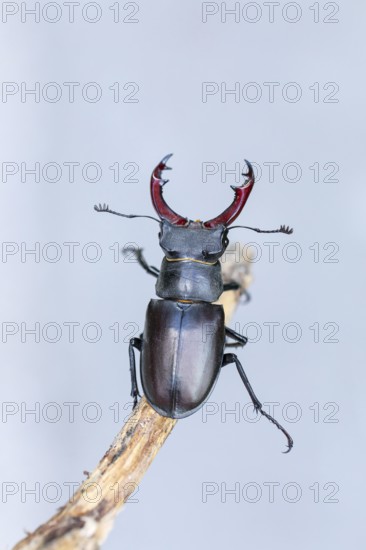 Detailed close-up of a stag beetle (Lucanus cervus) in its natural habitat