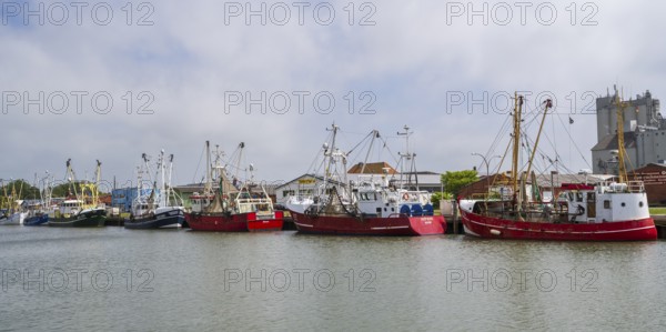 Fishing boats in the fishing harbour, Büsum, North Sea, Schleswig-Holstein, Germany