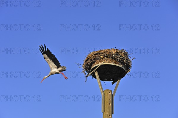 White stork (Ciconia ciconia) leaving its nest against blue sky, Kuhlrade, Mecklenburg-Western Pomerania, Germany
