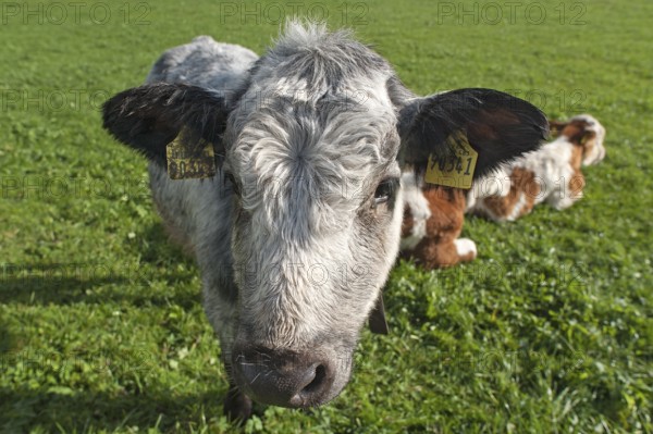 Cow, young calves on pasture, Weitnau, Allgäu, Bavaria, Germany, Public ground